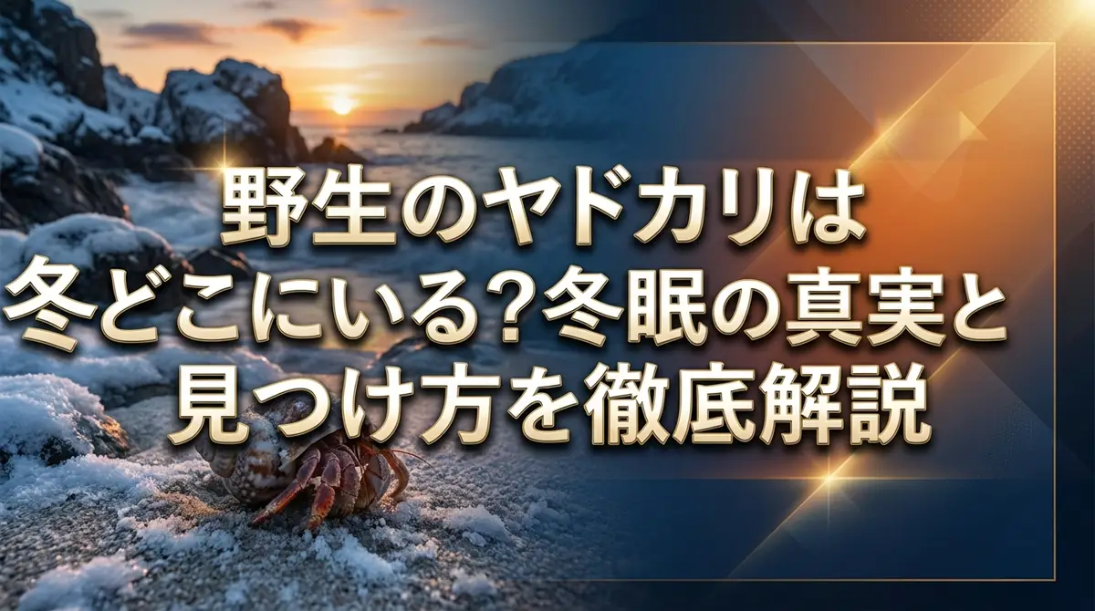 野生のヤドカリは冬どこにいる？冬眠の真実と見つけ方を徹底解説