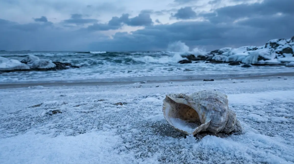 冬にヤドカリを見かけなくなる3つの理由
