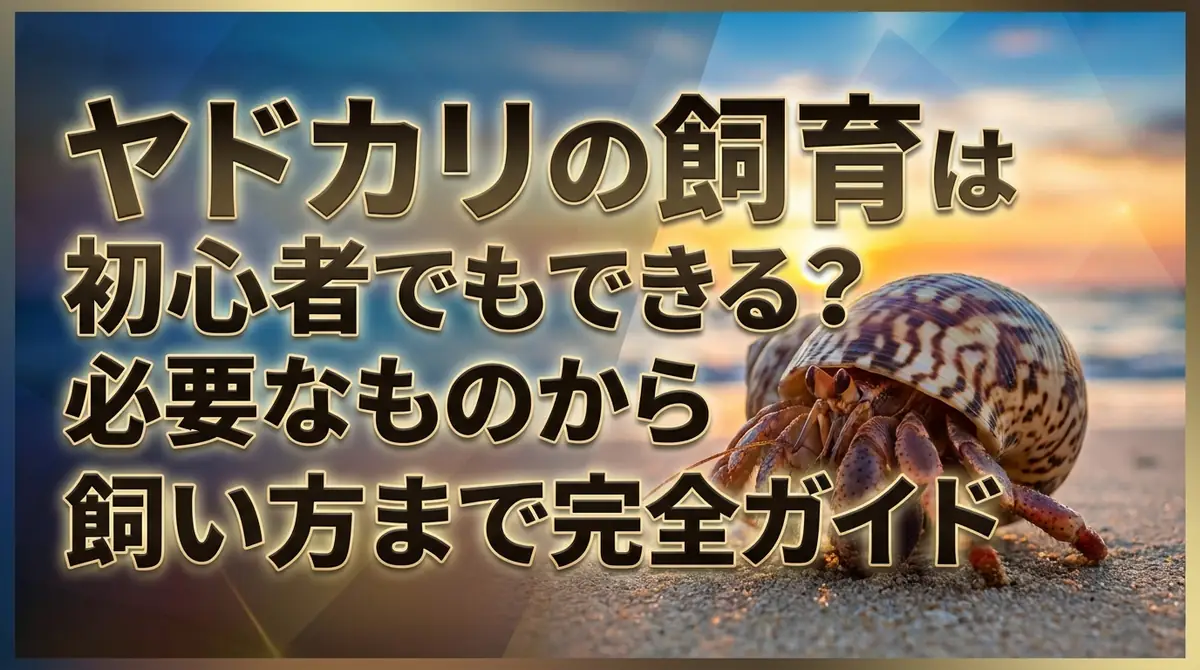 ヤドカリの飼育は初心者でもできる？必要なものから飼い方まで完全ガイド