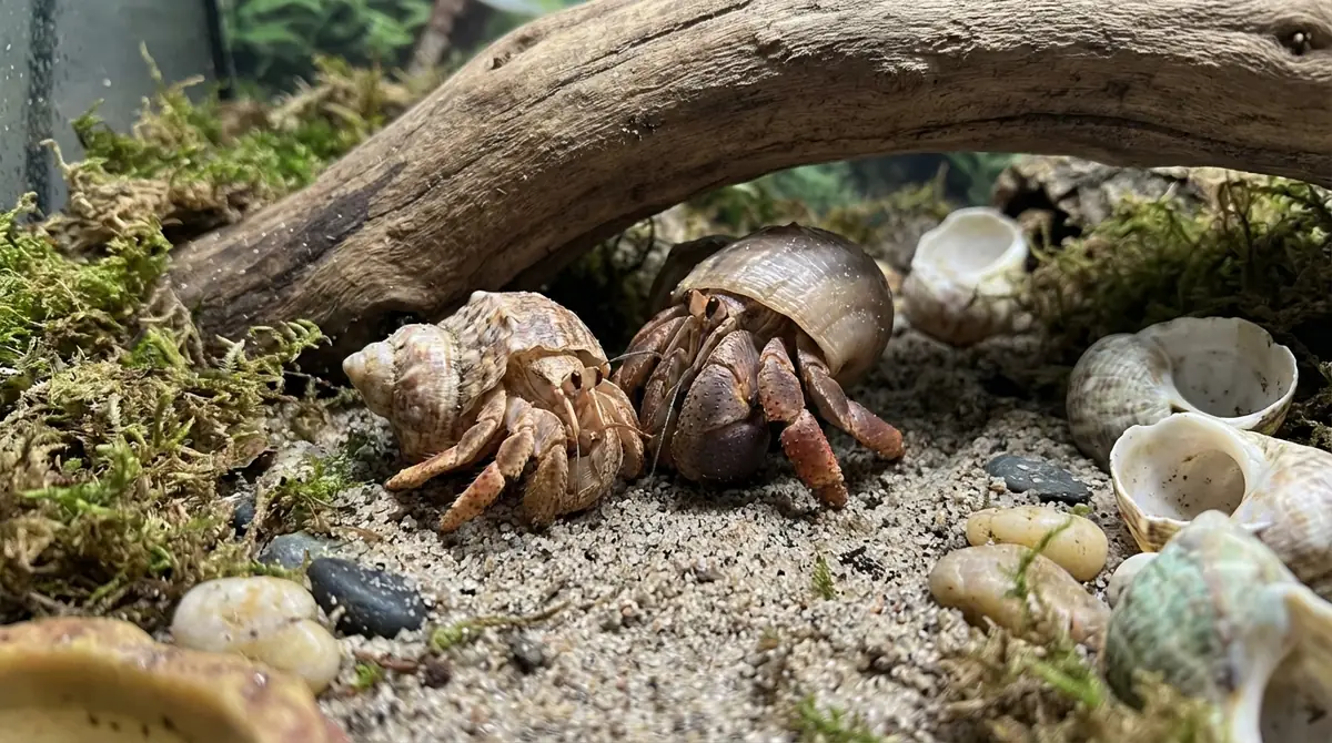 ヤドカリの脱皮|失敗させないための重要ポイント