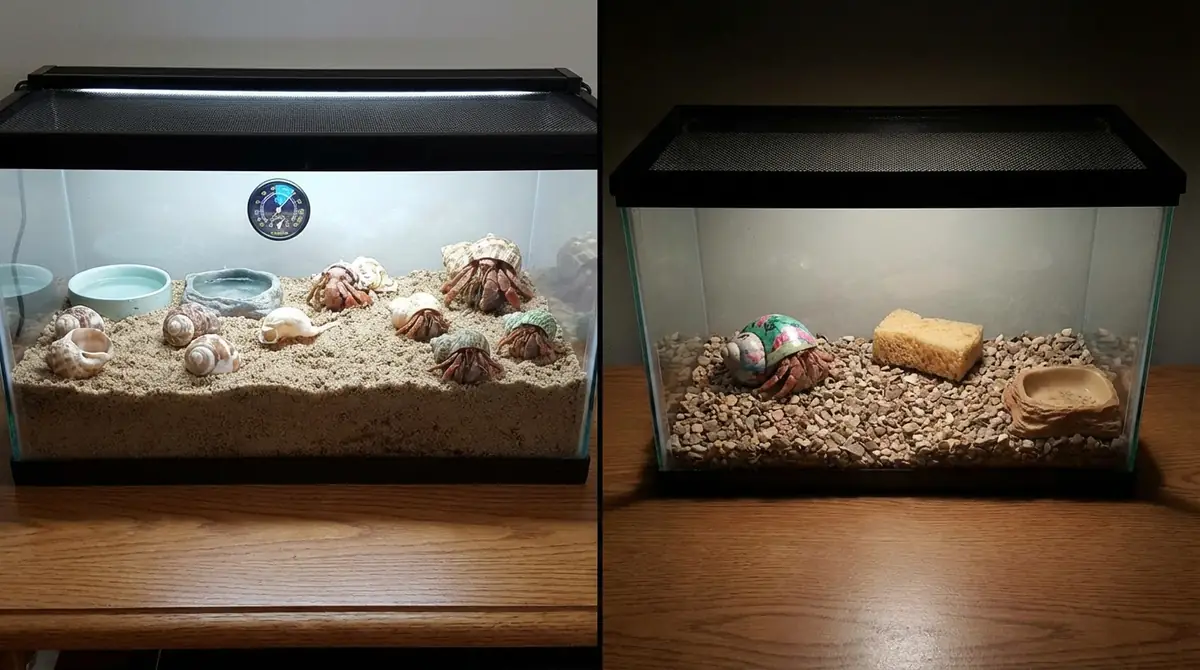 オカヤドカリ飼育で初心者がやりがちな失敗5選と対策