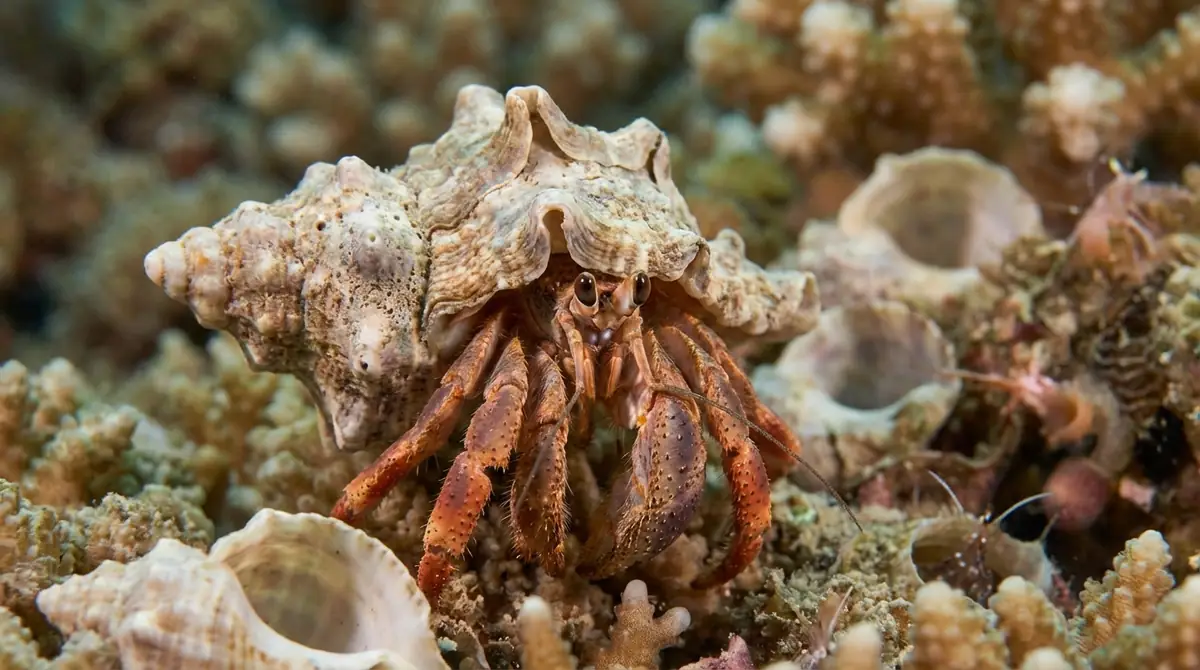 ヤドカリの生態|かわいさの裏にある驚きの習性