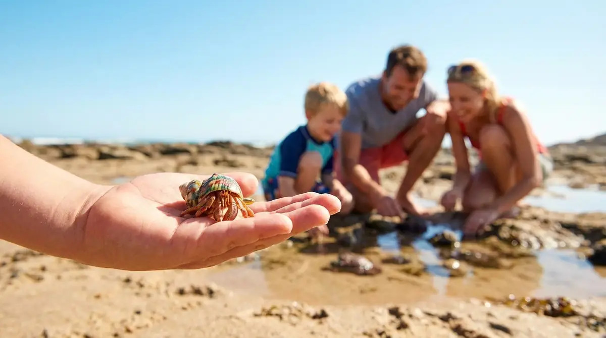 かわいいヤドカリに会える・触れ合える場所