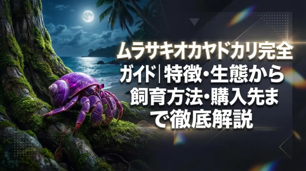 ムラサキオカヤドカリ完全ガイド｜特徴・生態から飼育方法・購入先まで徹底解説