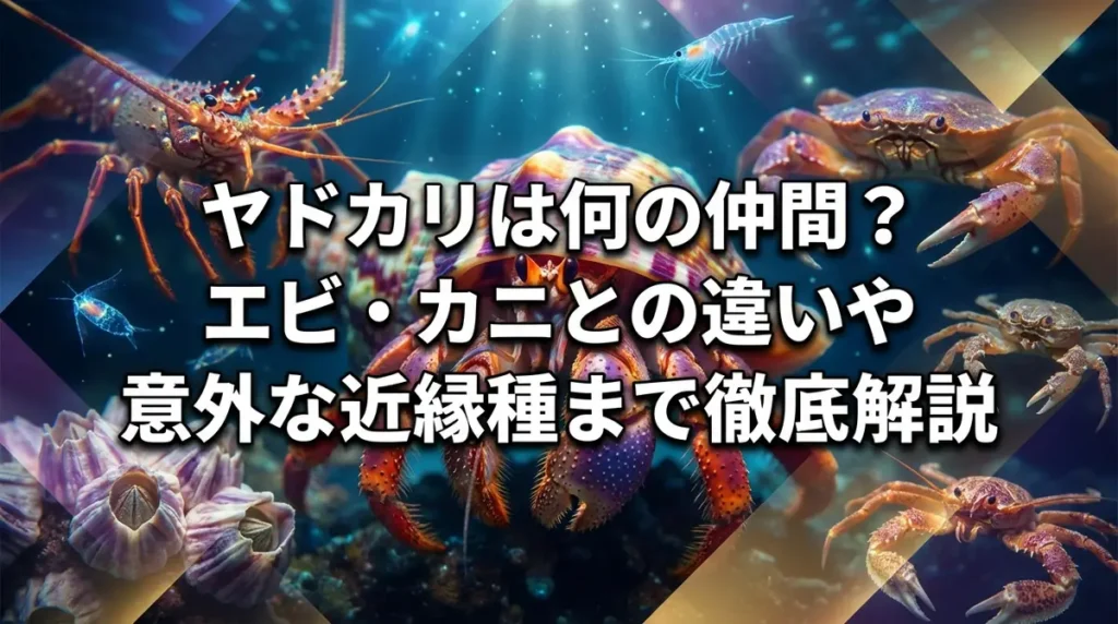 ヤドカリは何の仲間？エビ・カニとの違いや意外な近縁種まで徹底解説