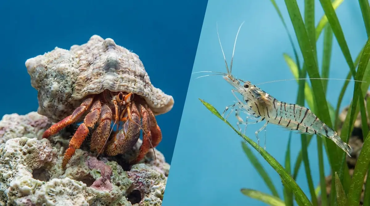 【結論】ヤドカリとエビは同じ甲殻類でも「別グループ」の生き物