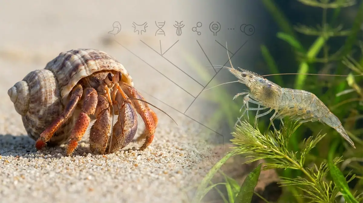 ヤドカリとエビの違いを生物学的分類で解説