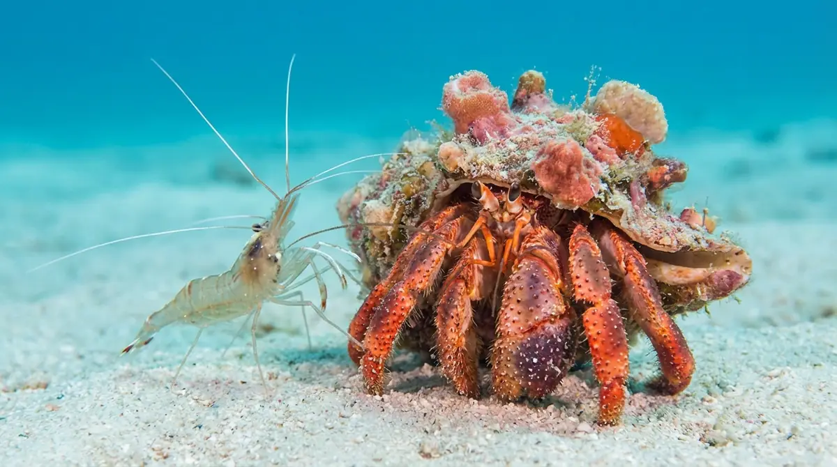 ヤドカリとエビにまつわる豆知識3選