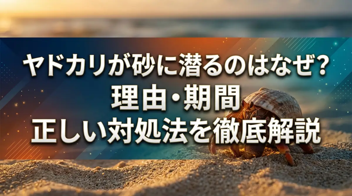 ヤドカリが砂に潜るのはなぜ？理由・期間・正しい対処法を徹底解説