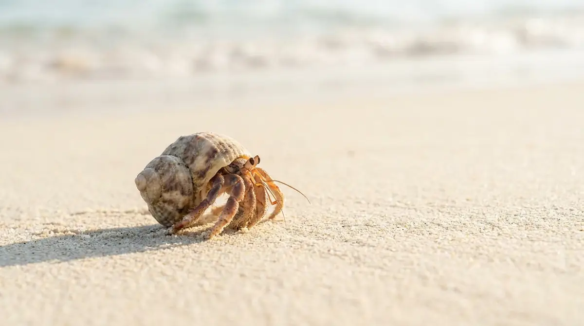 ヤドカリが砂に潜る行動に関するQ&A