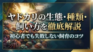 ヤドカリの生態・種類・飼い方を徹底解説｜初心者でも失敗しない飼育のコツ