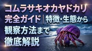 コムラサキオカヤドカリ完全ガイド｜特徴・生態から観察方法まで徹底解説