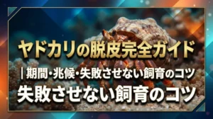 ヤドカリの脱皮完全ガイド｜期間・兆候・失敗させない飼育のコツ
