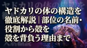 ヤドカリの体の構造を徹底解説｜部位の名前・役割から殻を背負う理由まで