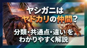 ヤシガニはヤドカリの仲間？分類・共通点・違いをわかりやすく解説