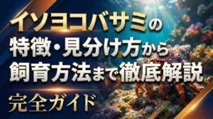 イソヨコバサミの特徴・見分け方から飼育方法まで徹底解説