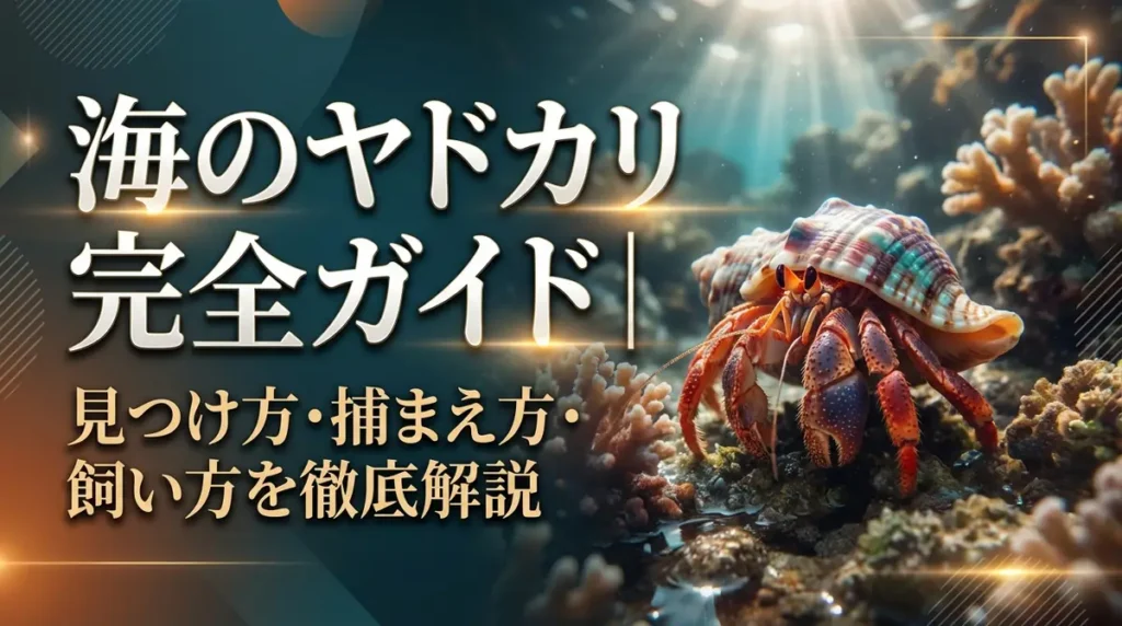 海のヤドカリ完全ガイド｜見つけ方・捕まえ方・飼い方を徹底解説