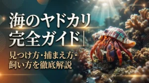 海のヤドカリ完全ガイド｜見つけ方・捕まえ方・飼い方を徹底解説