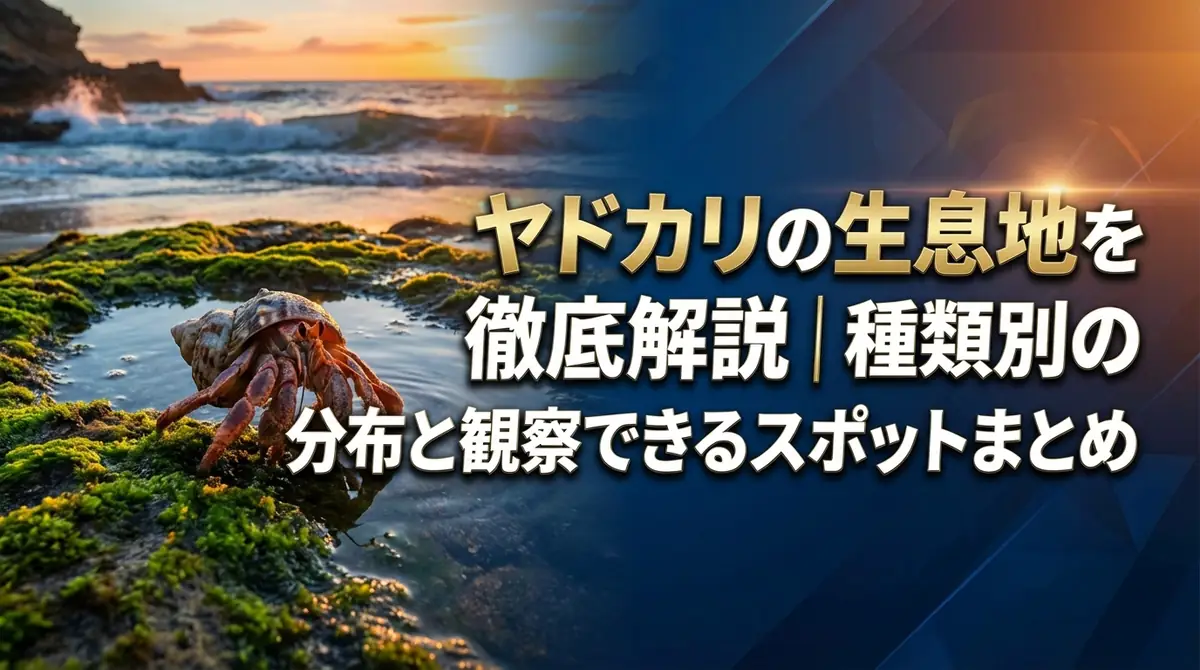 ヤドカリの生息地を徹底解説｜種類別の分布と観察できるスポットまとめ