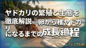 ヤドカリの繁殖と生態を徹底解説｜卵から稚ヤドカリになるまでの成長過程