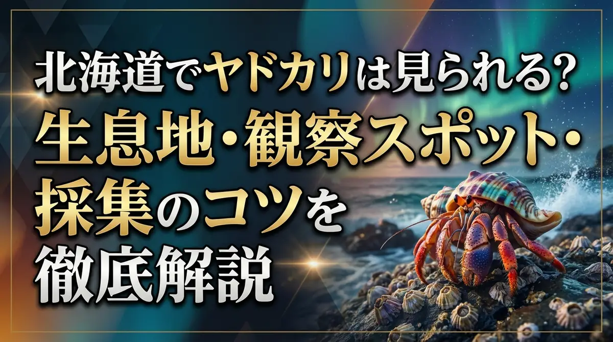 北海道でヤドカリは見られる?生息地・観察スポット・採集のコツを徹底解説