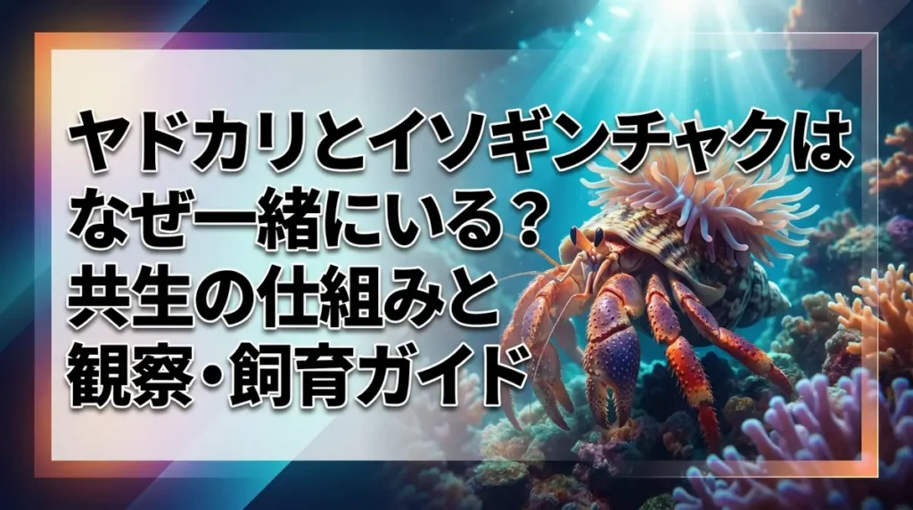 ヤドカリとイソギンチャクはなぜ一緒にいる？共生の仕組みと観察・飼育ガイド