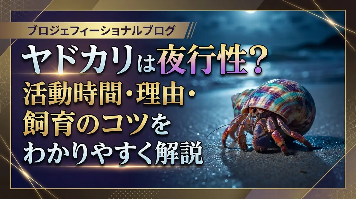 ヤドカリは夜行性？活動時間・理由・飼育のコツをわかりやすく解説