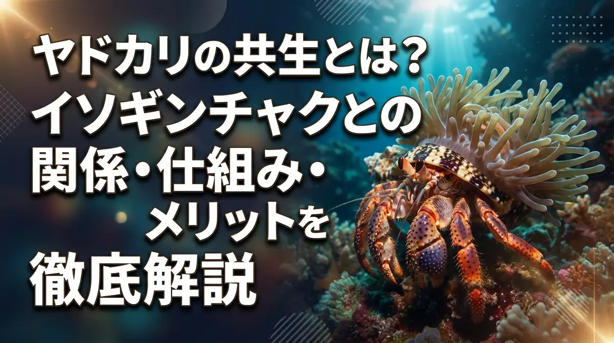 ヤドカリの共生とは?イソギンチャクとの関係・仕組み・メリットを徹底解説