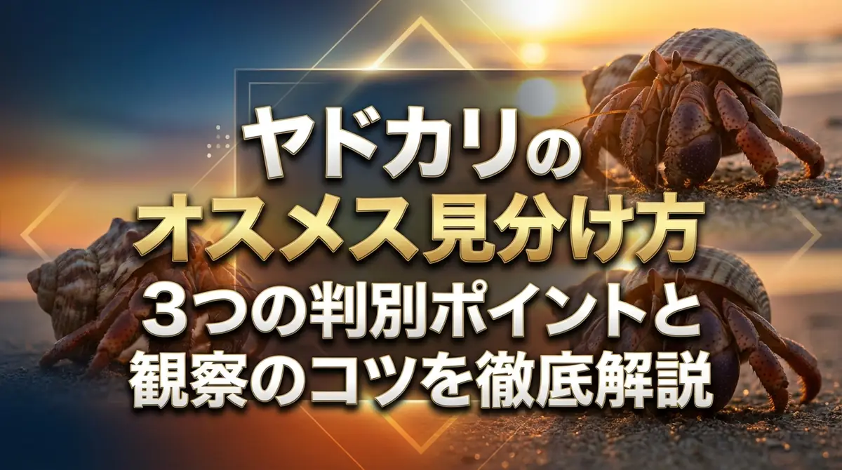 ヤドカリのオスメス見分け方|3つの判別ポイントと観察のコツを徹底解説