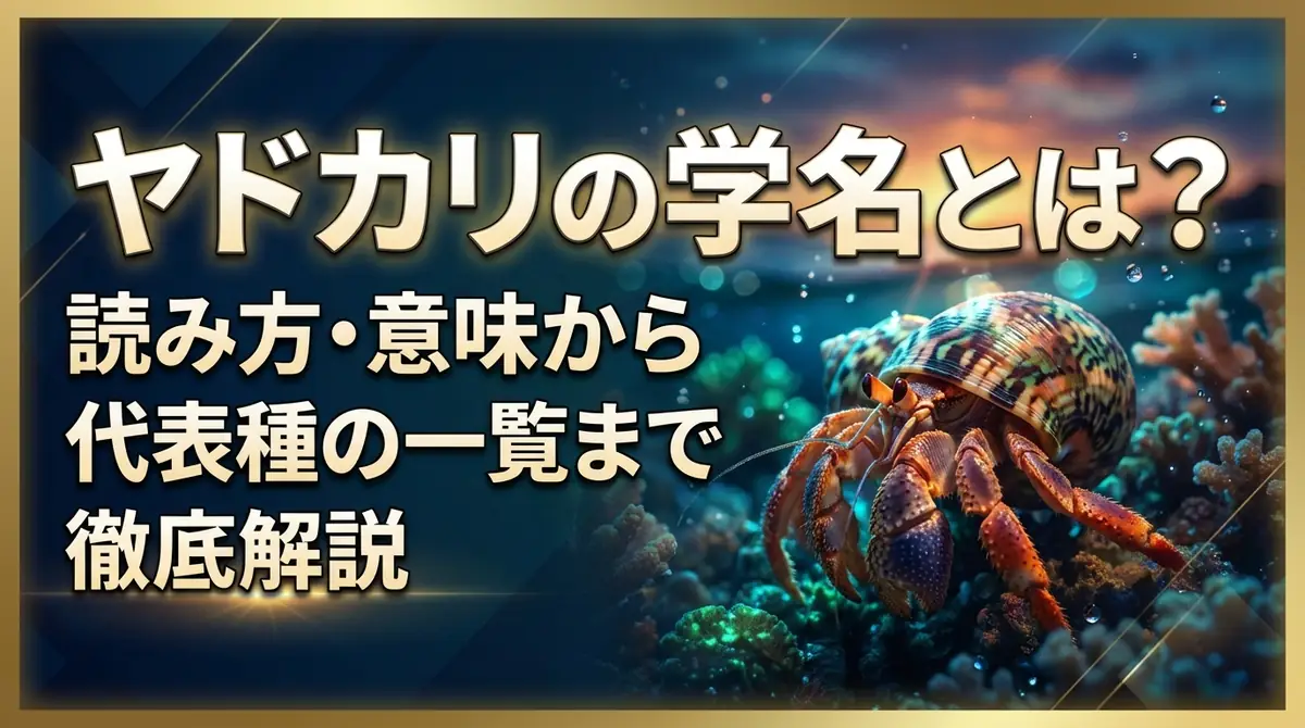 ヤドカリの学名とは？読み方・意味から代表種の一覧まで徹底解説