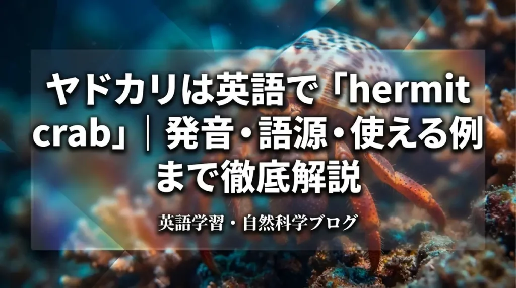 ヤドカリは英語で「hermit crab」｜発音・語源・使える例文まで徹底解説
