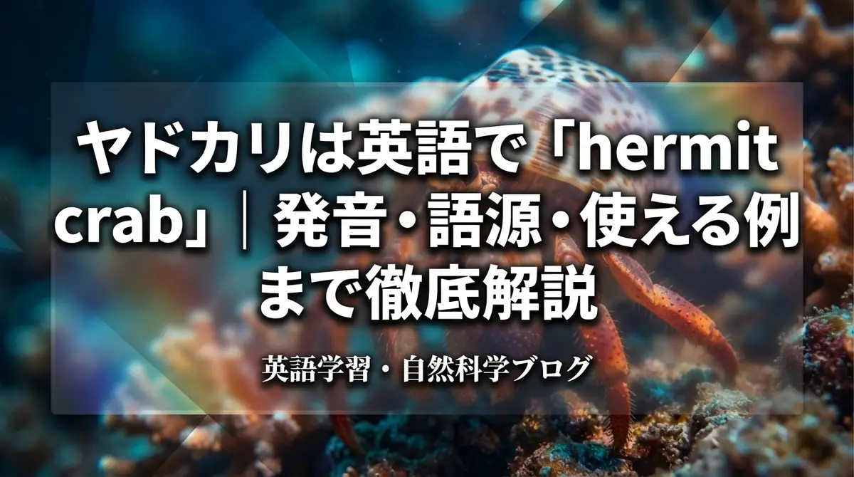 ヤドカリは英語で「hermit crab」|発音・語源・使える例文まで徹底解説