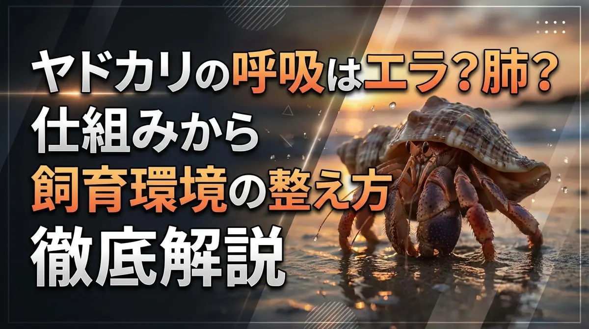 ヤドカリの呼吸はエラ?肺?仕組みから飼育環境の整え方まで徹底解説