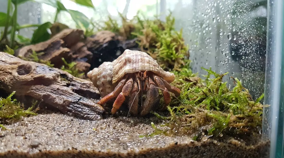 ヤドカリの呼吸を守る飼育環境の作り方