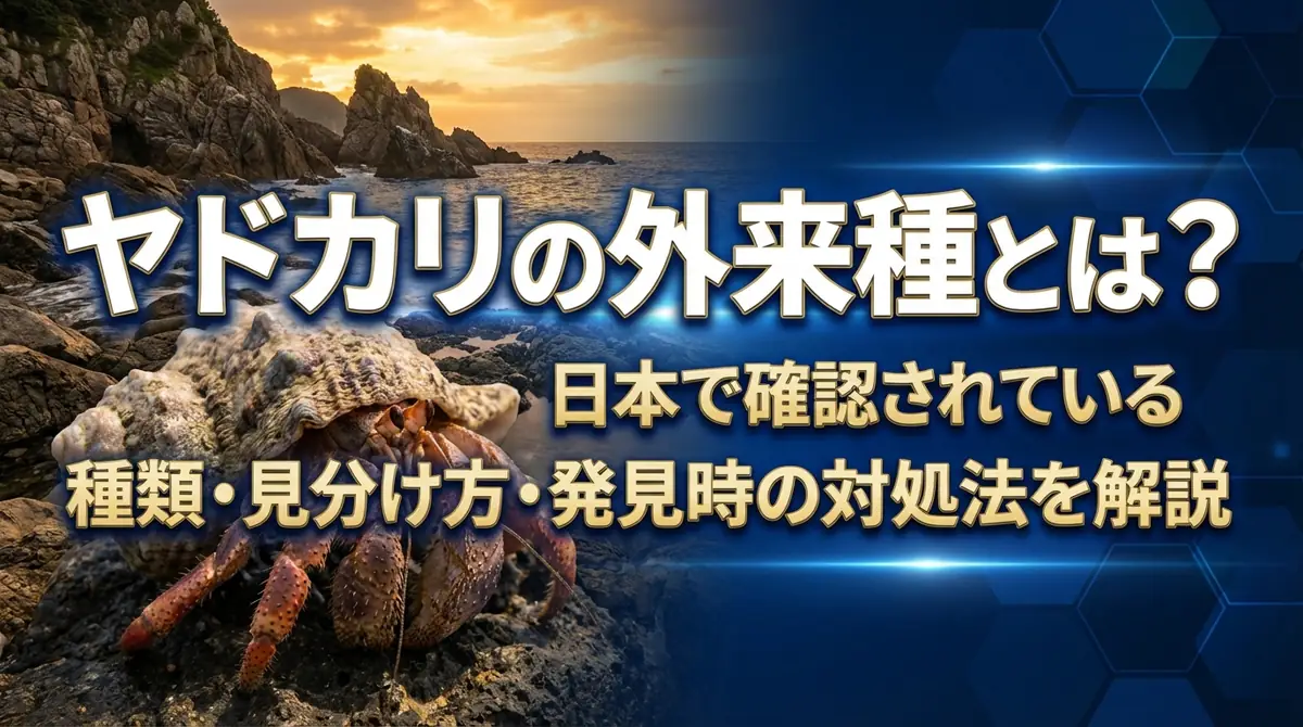 ヤドカリの外来種とは？日本で確認されている種類・見分け方・発見時の対処法を解説