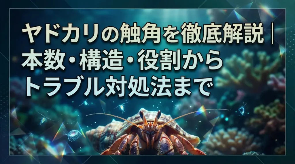 ヤドカリの触角を徹底解説｜本数・構造・役割からトラブル対処法まで