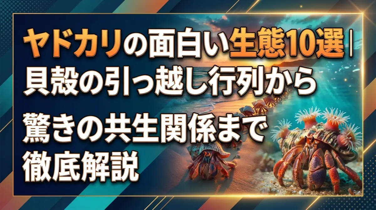 ヤドカリの面白い生態10選｜貝殻の引っ越し行列から驚きの共生関係まで徹底解説