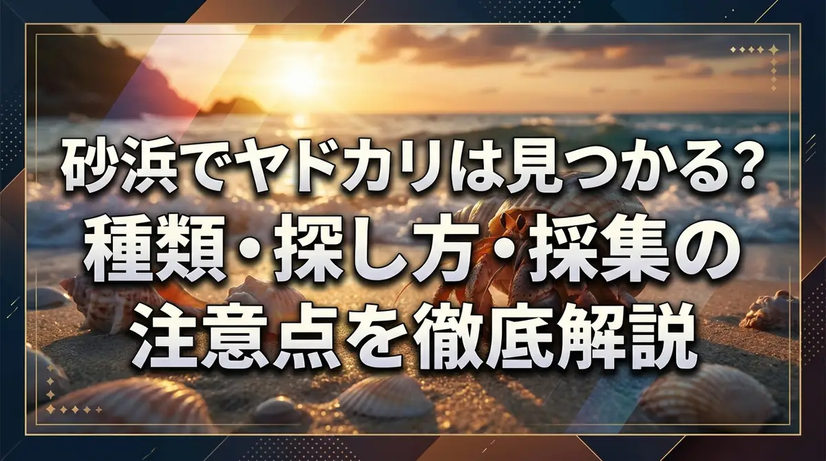 砂浜でヤドカリは見つかる？種類・探し方・採集の注意点を徹底解説