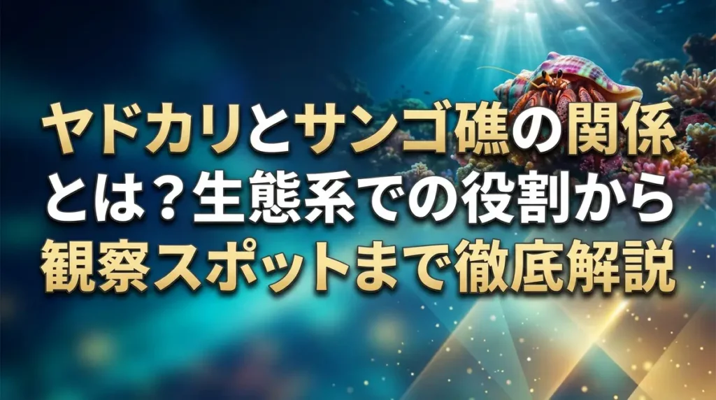 ヤドカリとサンゴ礁の関係とは？生態系での役割から観察スポットまで徹底解説