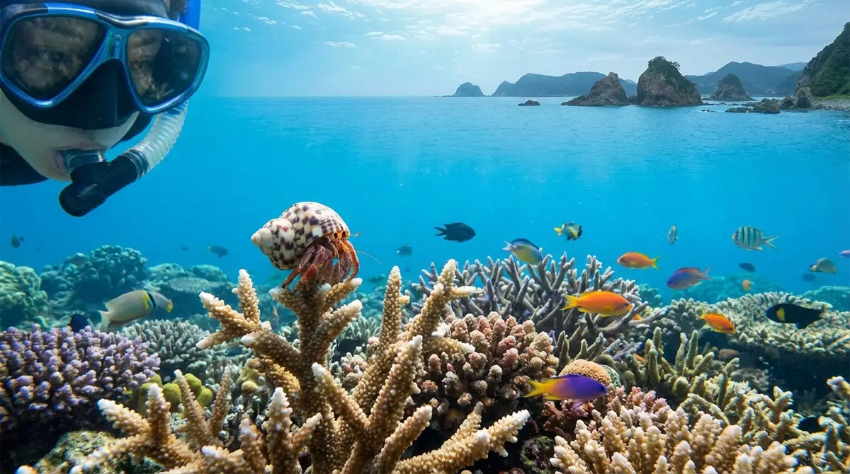 日本国内でサンゴ礁のヤドカリを観察できるスポット5選