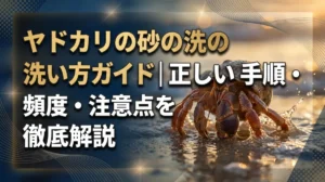 ヤドカリの砂の洗い方ガイド｜正しい手順・頻度・注意点を徹底解説