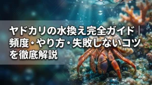 ヤドカリの水換え完全ガイド｜頻度・やり方・失敗しないコツを徹底解説
